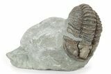 Long Flexicalymene Trilobite - Mt Orab, Ohio #245143-1